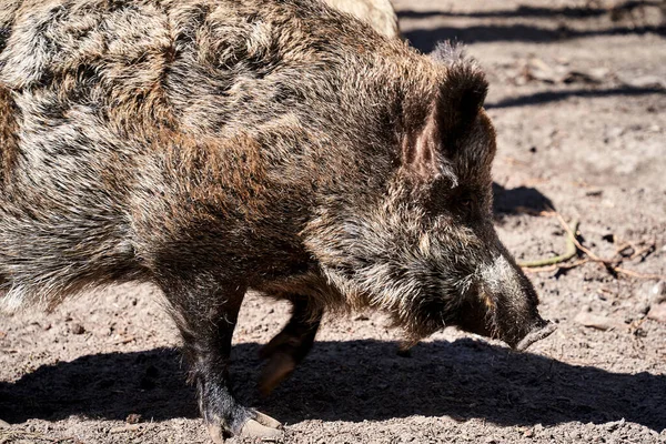 波兰沃林岛森林中一头野猪的画像 — 图库照片