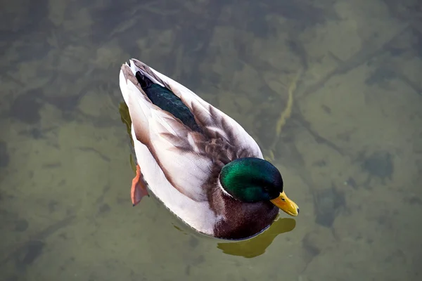 Male Mallard Duck Swimming Shallow Pond Poland — Stock Photo, Image