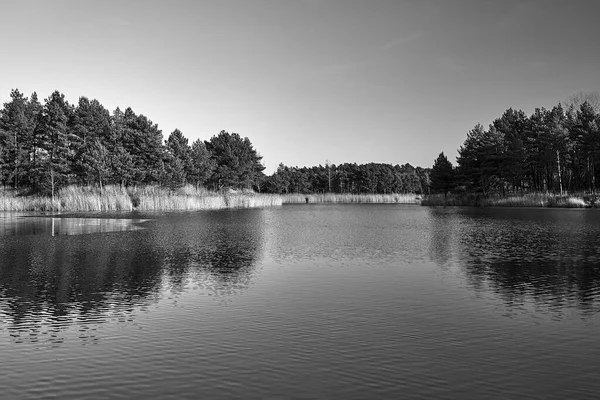 ポーランドの晴れた春の日に湖のほとりの木々や葦 — ストック写真