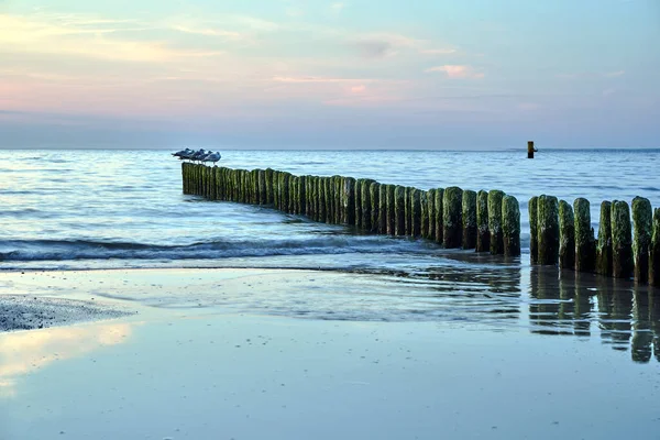 Γλάροι Που Κάθονται Μια Ξύλινη Θάλασσα Μια Αμμώδη Παραλία Στο — Φωτογραφία Αρχείου
