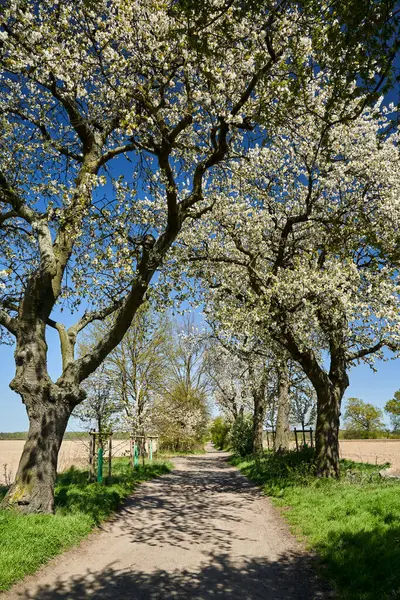 Estrada Sujeira Árvores Fruto Com Flores Brancas Primavera Polônia — Fotografia de Stock