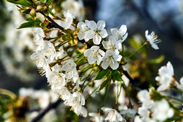 Virágzó Fehér Virágok Egy Gyümölcs Bokor Tavasszal Lengyelországban — Stock Fotó