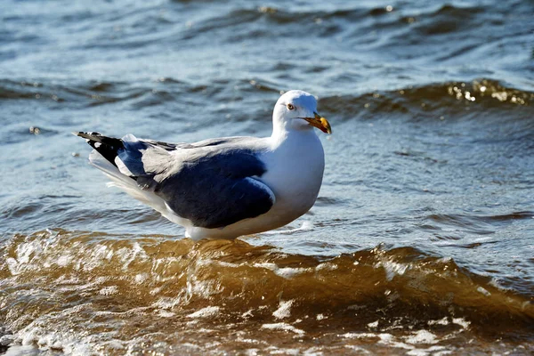 Black Backed Gull Wading Water Baltic Sea Island Wolin Poland — Stock Photo, Image