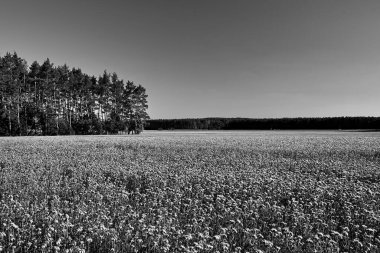 Polonya 'da bir orman çayırında tanacetifolia yetiştiriciliği, tek renk.