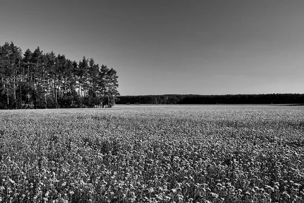 Cultivation Phacelia Tanacetifolia Forest Meadow Poland Monochrome — Stock Photo, Image