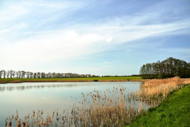 Sazlıklar, çiçek açan kanola ve Polonya 'da baharda göl kenarındaki ağaçlar.