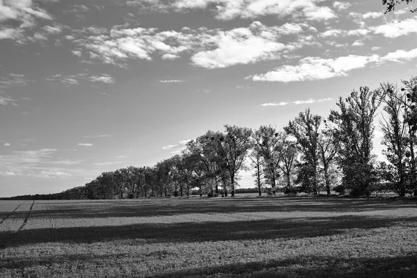 Krajobraz Wiejski Kwitnącym Rzepakiem Drzewami Rosnącymi Wzdłuż Drogi Polsce Monochromatyczny — Zdjęcie stockowe