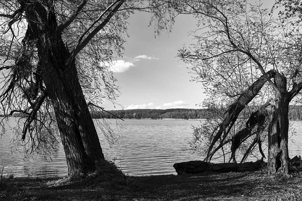 Árbol Viejo Roto Lago Soleado Día Primavera Polonia Monocromo — Foto de Stock