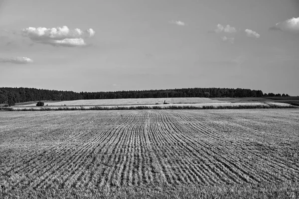 Krajobraz Wiejski Zarostem Latem Polsce Monochromatyczny — Zdjęcie stockowe