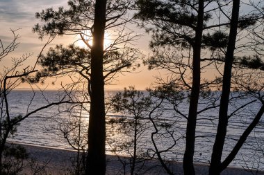 Polonya 'nın Wolin adasında, batan güneşin ışınlarında kumlu sahilde büyüyen ağaçlar.