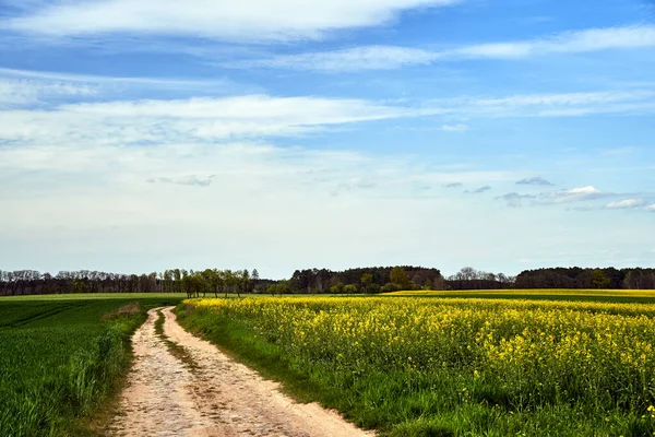 Paesaggio Rurale Con Strada Sterrata Canola Fiorita Primavera Polonia — Foto Stock