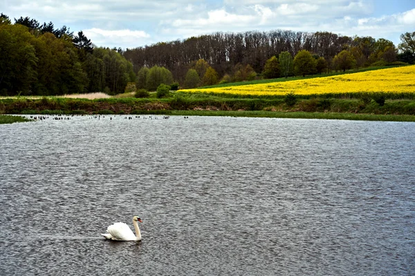 Swan Floating Lake Rural Landscape Forest Blooming Rapeseed Spring Poland — Stock Photo, Image
