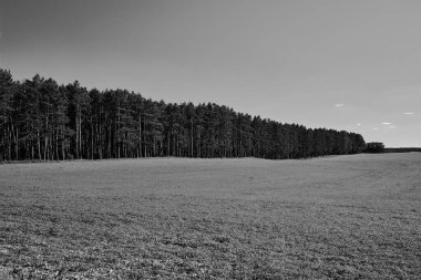 Polonya 'da yaz boyunca ormanı olan kırsal alan, tek renkli.  