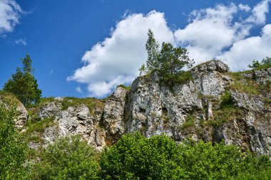 Polonya 'da ağaçlar ve çalılarla kaplı eski bir taş ocağının kireçtaşı kayaları.