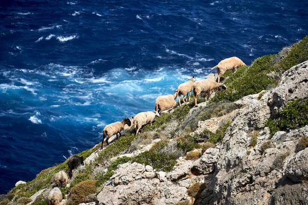Troupeau Moutons Broutant Sur Une Montagne Rocheuse Bord Mer Sur Photo De Stock