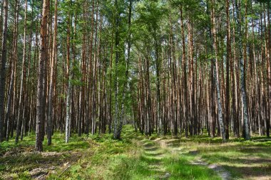 Polonya 'da yazın güneşli bir günde yoğun bir ormanda toprak yol.