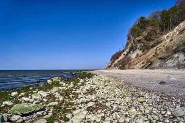 Polonya 'nın Wolin adasında kumlu sahilleri ve ağaçlarla kaplanmış uçurumları olan Baltık kıyıları.