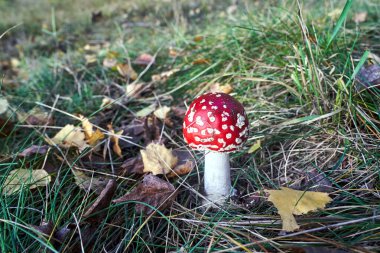 Polonya 'da sonbahar aylarında orman çalıları arasında mantar mantarlarının kapatılması