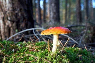 Polonya 'da sonbahar aylarında orman çalıları arasında mantar mantarlarının kapatılması