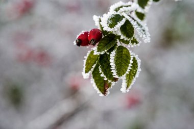 Sonbahar yaprakları ve meyveler kışın başında buz ve kar parçaları ile Polonya