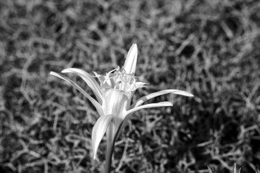 deniz nergis - Yunanistan 'ın Girit adasındaki deniz kıyısında beyaz çiçek, tek renk.