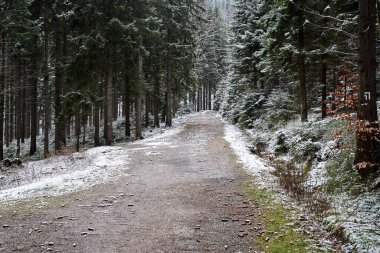 Polonya 'nın dev dağlarında kışın kozalaklı ormanlarda dağ yürüyüşü patikaları.