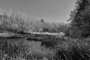Polonya 'da, ormandaki bir gölün kıyısındaki karla kaplı sazlıklar ve ağaçlar tek renkli.