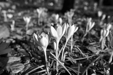İlkbaharda Polonya 'da bir çayırda açan mor çiçek, tek renk.