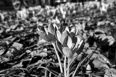 İlkbaharda Polonya 'da bir çayırda açan mor çiçek, tek renk.