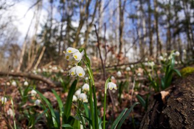 Bahar kar tanesi - İlkbaharın başlarında Polonya 'da beyaz çiçekler
