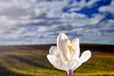 Polonya 'da çiçek açan bir ilkbaharın yakın çekimi
