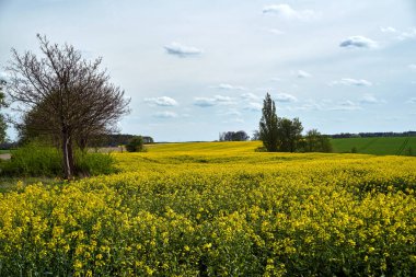 İlkbaharda çiçek açan kolza tohumu tarlaları, Polonya