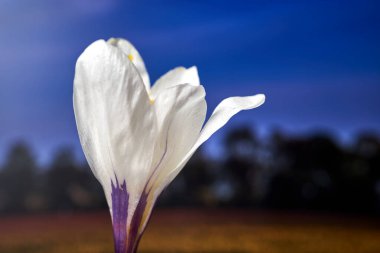 Polonya 'da çiçek açan bir ilkbaharın yakın çekimi