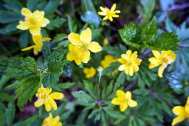 Polonya, Polonya 'da ilkbaharın başlarında açan sarı bir çiftlik çiçeği