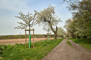 Polonya 'da baharda toprak yol ve çiçek açan beyaz meyve ağaçları