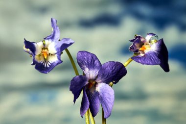 İlkbaharda Polonya 'da bir çayırda açan menekşe çiçeğinin yakın çekimi.