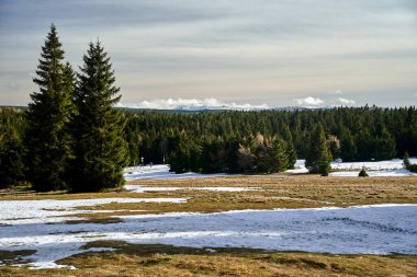                                Polonya 'nın Jizera Dağları' nda kışın karla kaplı açıklık ve kozalaklı orman