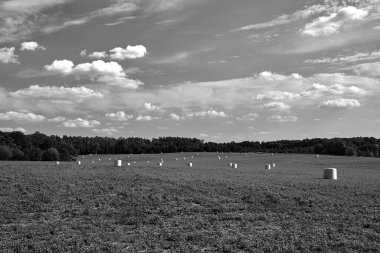 agricultural landscape with stubble, straw bales and trees during summer, Poland,  monochrome