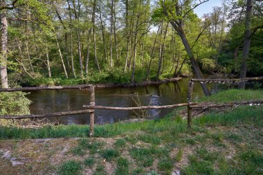 Obra nehri yaz boyunca ormandan akar, Polonya