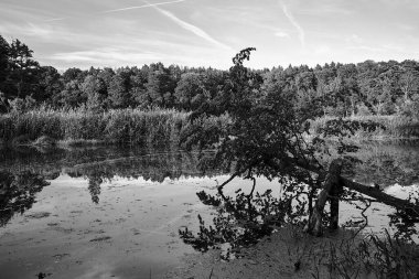  Göl kıyısındaki kırık ağaç ve yazın yaprak döken orman, Polonya, monokrom