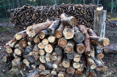Yazın yaprak döken ormanlarda odun, dal ve dallar yığını, Polonya