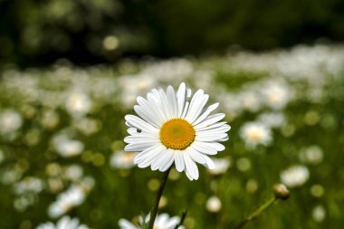 Baharın güneşli bir gününde çayırdaki papatya çiçeğinin yakın çekimi, Polonya