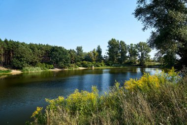 Polonya 'da sonbahar aylarında çam ormanı