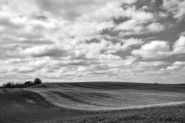 Yaz boyunca tepeleri kolza tohumu ve tahıl ürünleriyle kaplı kırsal arazi, Polonya, tek renk