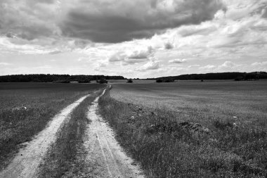 Toprak yolu ve çiçek açan kanola ile kırsal alan ilkbaharda, Polonya, tek renkli