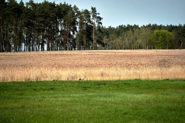 Polonya 'da bir göletin kenarındaki çayırda dinlenen balıkçıllar.