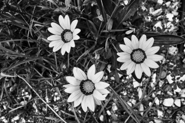 İtalya 'nın Sicilya adasında, tek renkli papatya çiçeği açıyor.