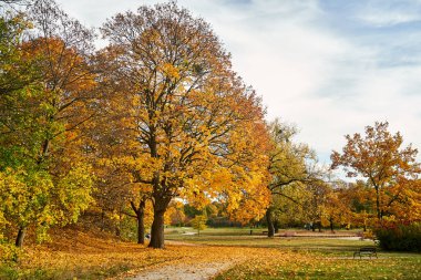 Polonya Poznan 'da sonbaharda parktaki çakıl yolları ve yapraklı ağaçlar