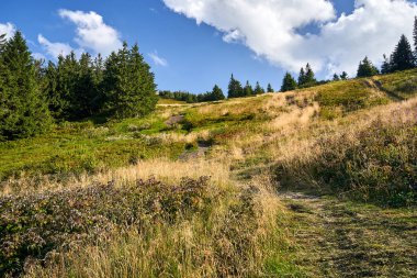 Beskids, Polonya 'daki Malorka Salonu' ndaki çayırda yürüyüş parkuru.