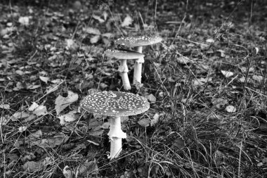 Kurbağa dışkısı mantarının sonbahar boyunca orman fundaları arasında yakınlaşması, Polonya, monokrom